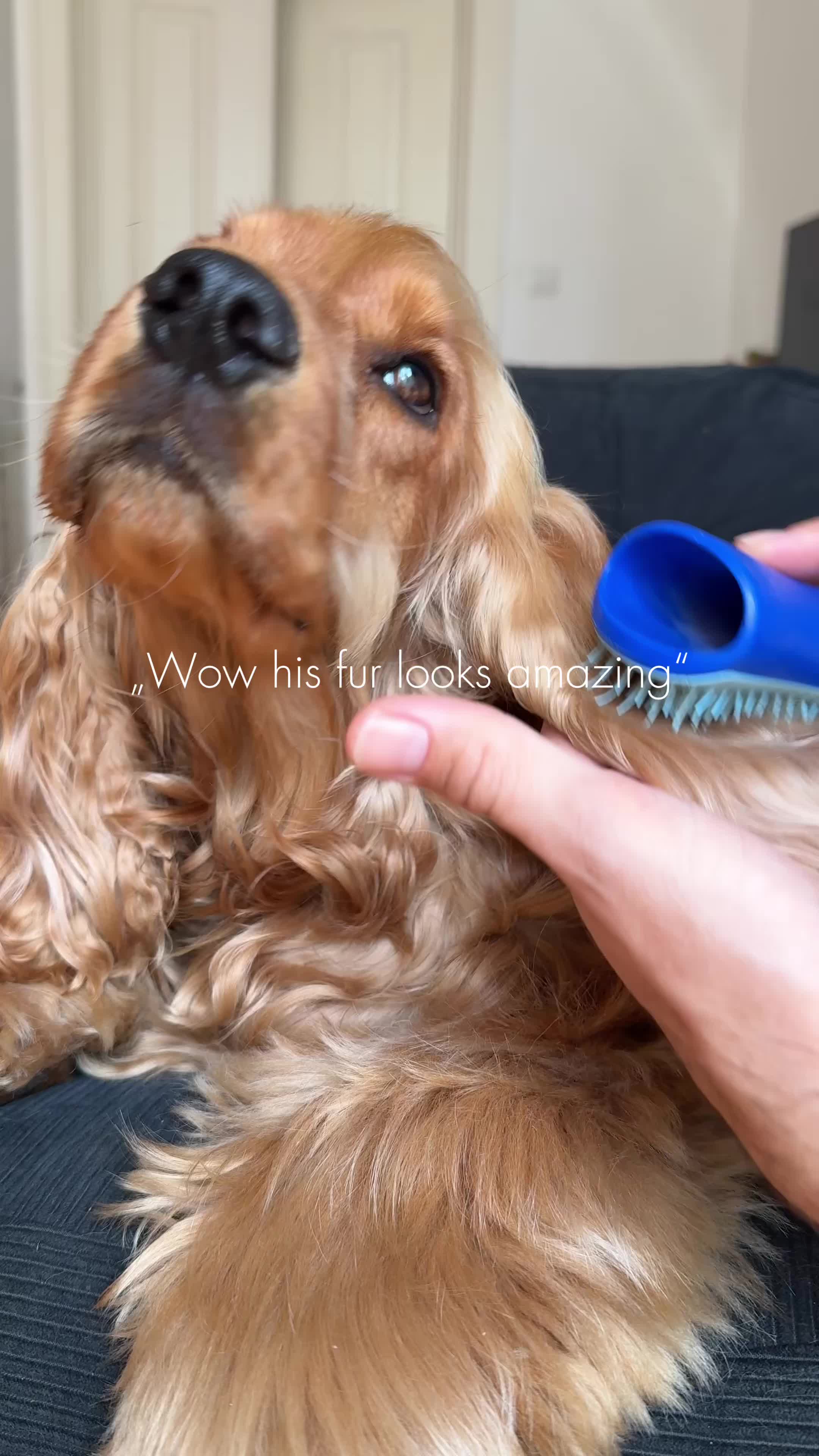 Inniger Moment zwischen Mensch und Hund